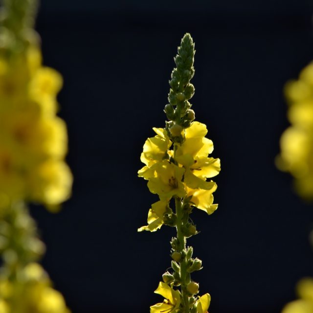 Diviznové květy sbíráme ráno | foto: Jiřina Šmídová,  Český rozhlas