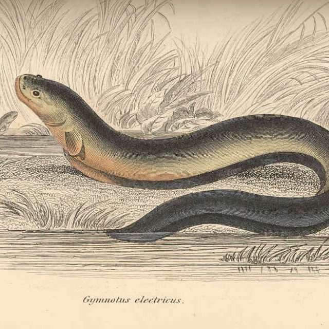 Paúhoř elektrický  (Electrophorus electricus = Gymnotus electricus) | foto: Robert Hermann Schomburgk