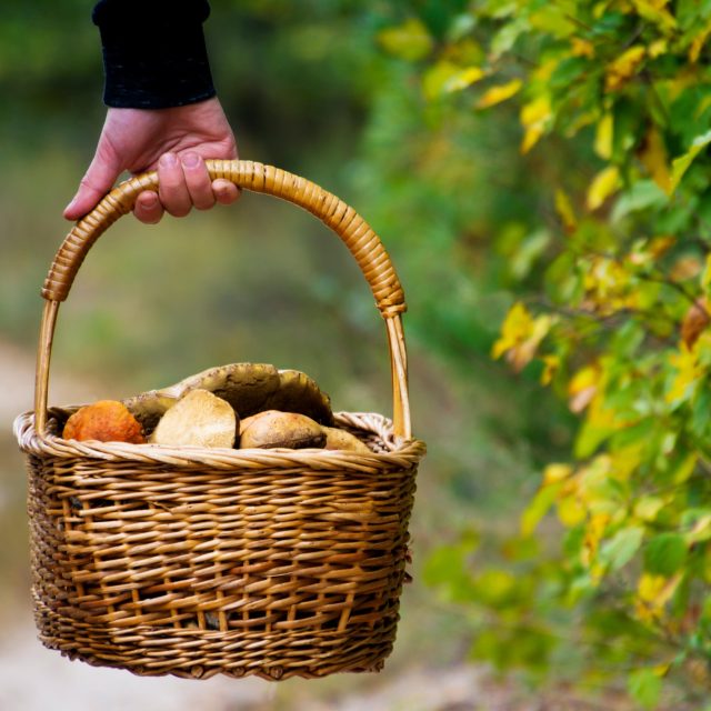 Houbař,  ilustrační fotka | foto: Fotobanka Profimedia