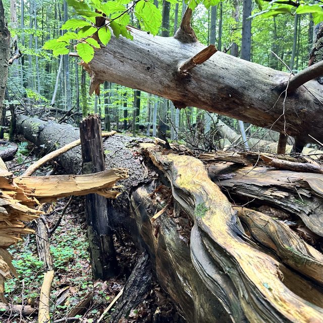 Zámecký les | foto: Správa NP Šumava