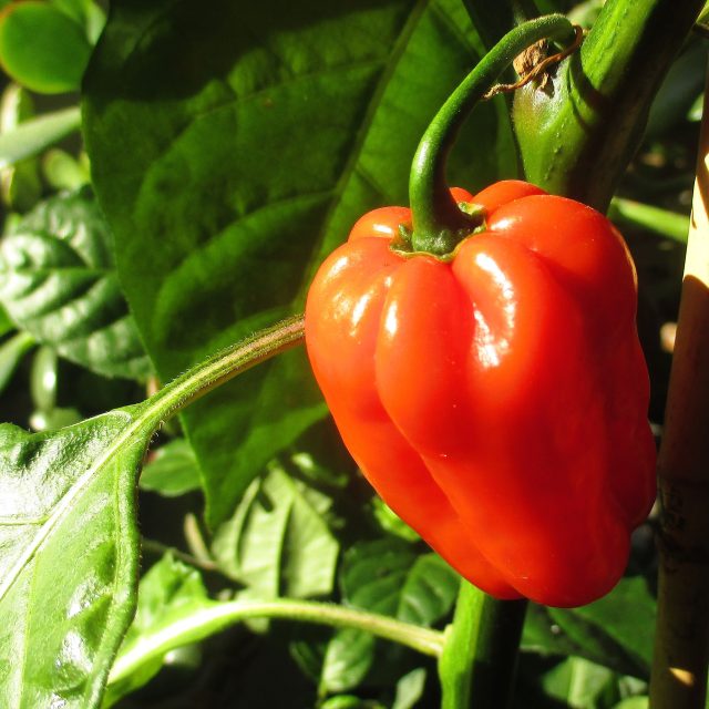 Pěstování paprik | foto: Fotobanka Pixabay