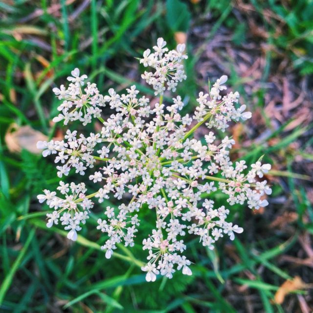 Kozlík lékařský | foto: Fotobanka PxHere  (CC0 Public Domain)