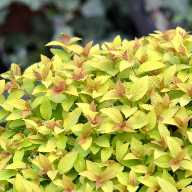 Spiraea japonica,  tavolník,  který lze dobře tvarovat a má zajímavou barvu | foto: Jolana Nováková,  Český rozhlas