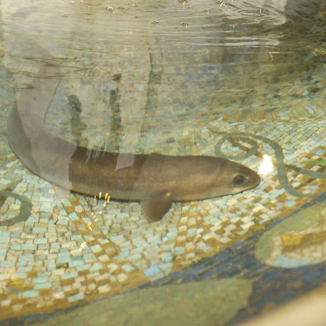 Úhoř Pepík v secesní kašně administrativního domu | foto: ČTK / Zbyněk Stanislav