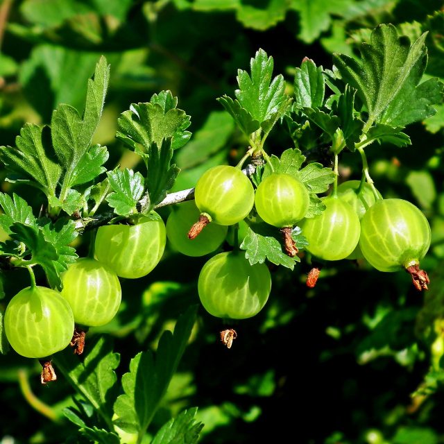 Angrešt | foto: Fotobanka Pixabay