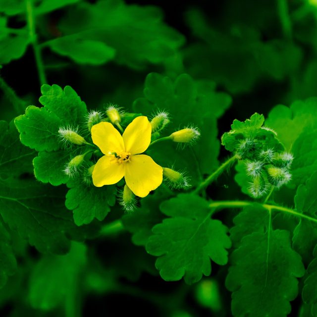 Vlaštovičník větší  (Chelidonium majus) | foto: Profimedia
