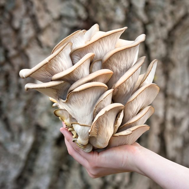 Hlíva ústřičná | foto: Shutterstock