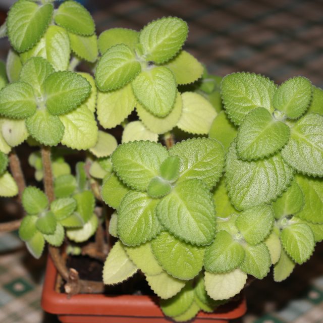 Rýmovník | foto: Irena Šarounová,  Český rozhlas