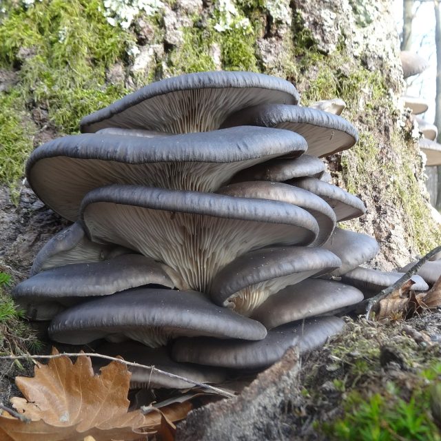 Hlíva ústřičná roste na dřevě | foto: Fotobanka Pixabay