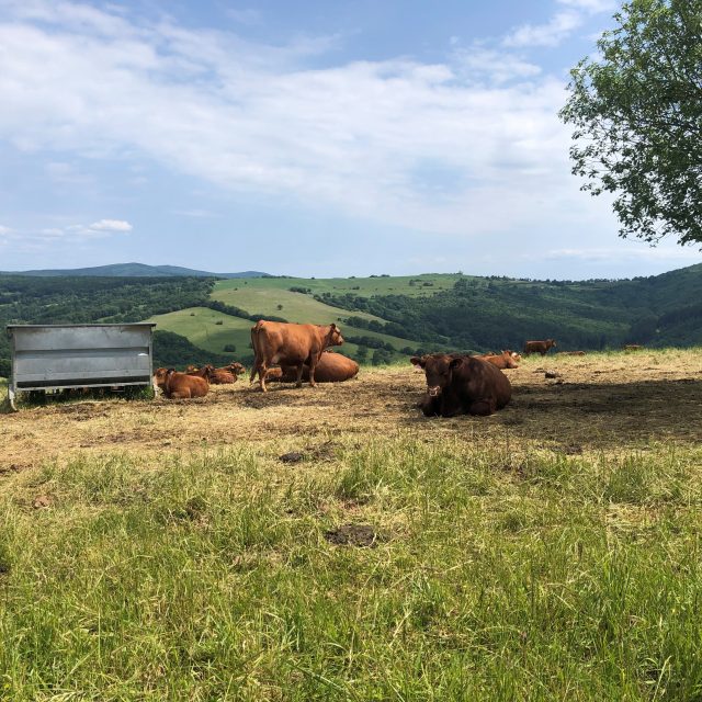 Oblast Žítková,  Bílé Karpaty | foto: Leona Nevařilová,  Český rozhlas