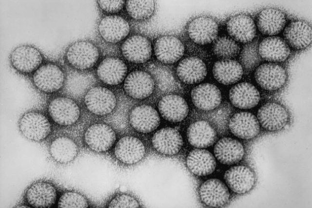 Rotavirus | foto:  phil.cdc.gov