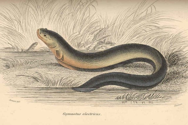 Paúhoř elektrický  (Electrophorus electricus = Gymnotus electricus) | foto: Robert Hermann Schomburgk