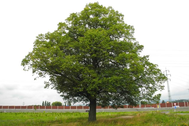 Strom hrdina v Sokolově | foto: Zdeněk Trnka,  Český rozhlas