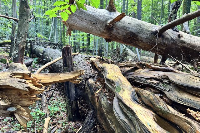 Zámecký les | foto: Správa NP Šumava