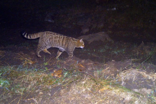 Kočka divoká | foto: Václav Bystřický,  Agentura ochrany krajiny a přírody ČR