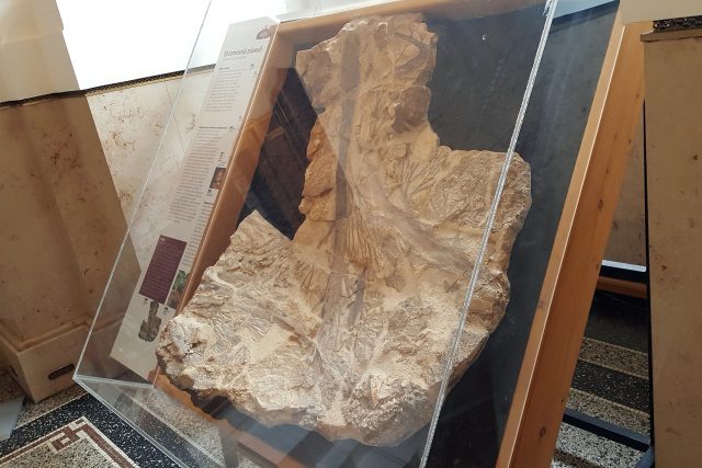 Zkamenělina stromovité plavuně | foto: Soňa Vaicenbacherová,  Český rozhlas