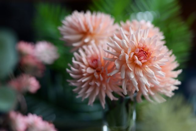 Jiřina jménem Klára | foto: Jan Ptáček,  Český rozhlas