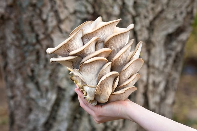 Hlíva ústřičná | foto: Shutterstock