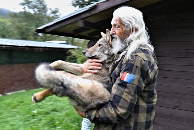 Krušnohorský vlk s ošetřovatelem Vladimírem Tomášem Smolíkem | foto: Naďa Krásná,  Český rozhlas
