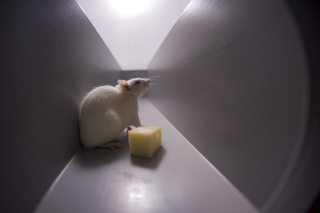 Laboratorní potkan v bludišti | foto: Fotobanka Profimedia